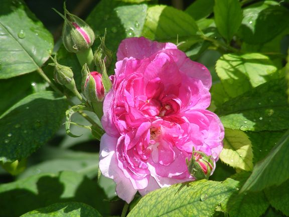 Reine des Violettes photo 2014_06080017_zps1874575f.jpg